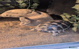 Tortoise reptiles for sale: Hermann's tortoise  - Image 4