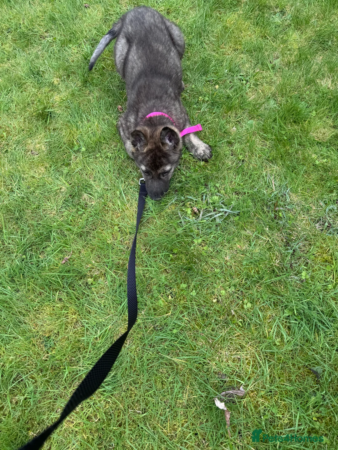 Mixed Breed dogs for sale: Mixed breed puppy  in Liverpool - Advert 2