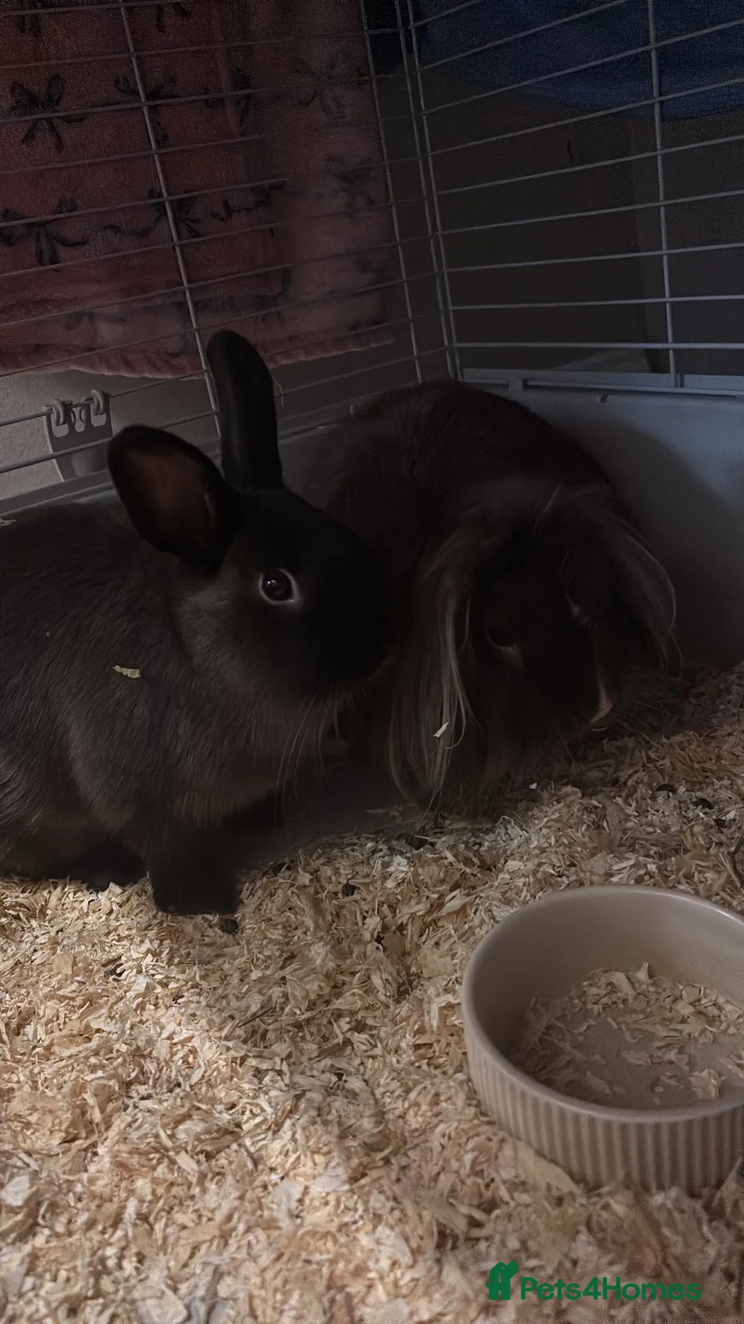 Lionhead rabbits for sale: 3 beautiful rabbits  in Orpington - Advert 2