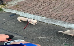 French Bulldog dogs for sale: 14 month old fawn Merle French bulldog - Image 6