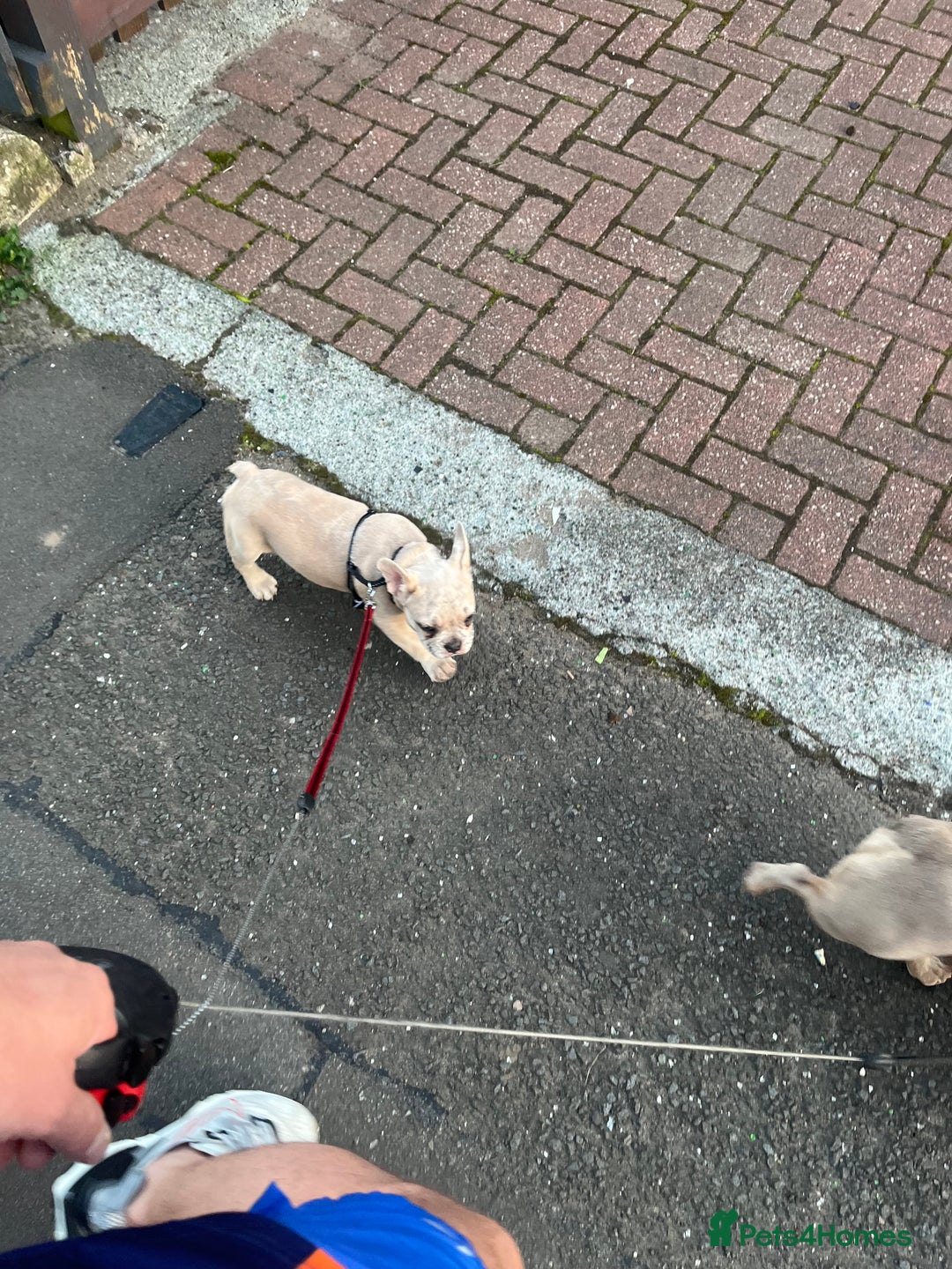 French Bulldog dogs for sale: 14 month old fawn Merle French bulldog - Image 6