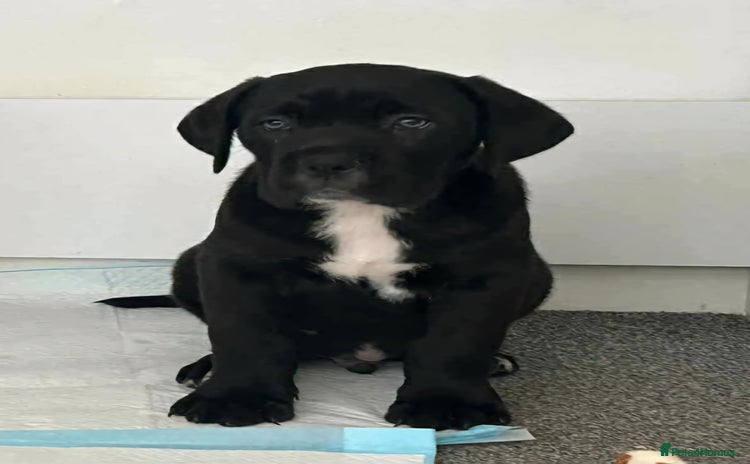 Cane Corso dogs - Advert 2