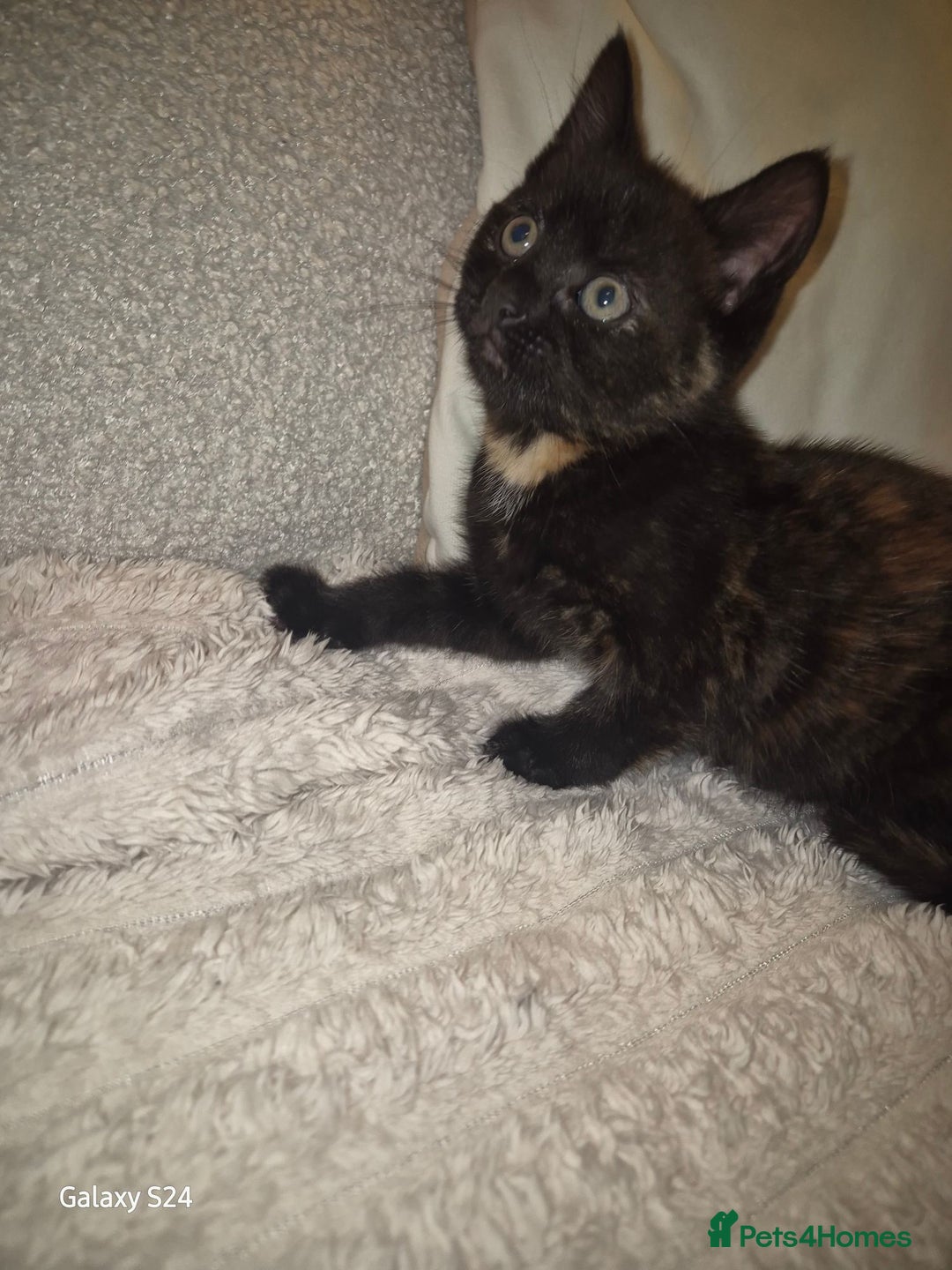 Mixed Breed cats for sale: Only 1 beautiful girl looking new family  - Advert 5