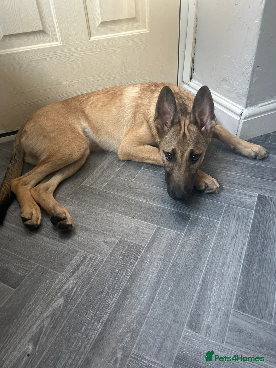Mixed Breed dogs for sale: Lupo Italiano - Advert 2