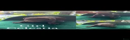 Standard Poodle dogs for sale: Beautiful parti colour phantom Standard Poodles  - Advert 5