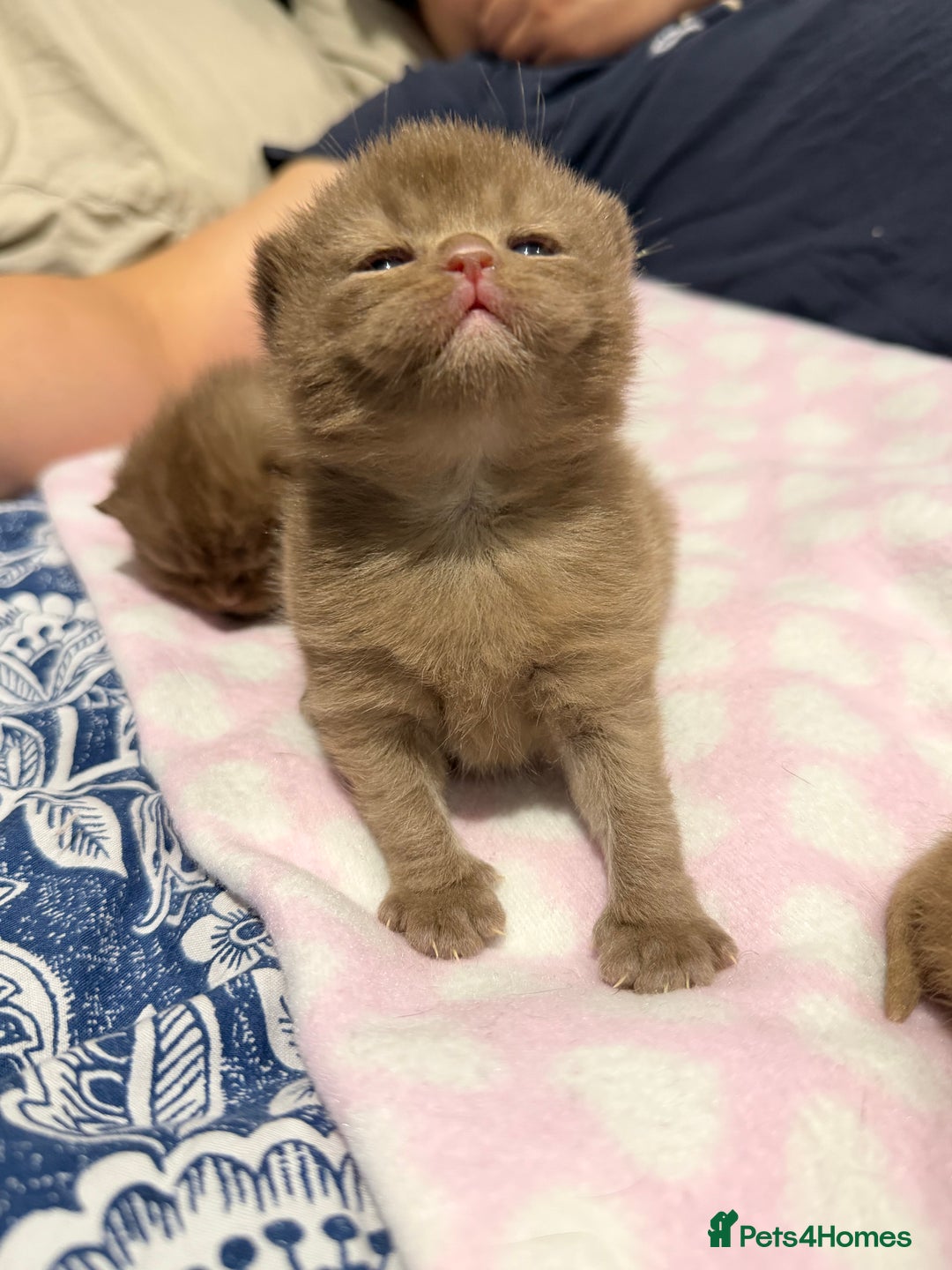 British Shorthair cats for sale: Chocolate British Shorthair Kittens - Advert 18