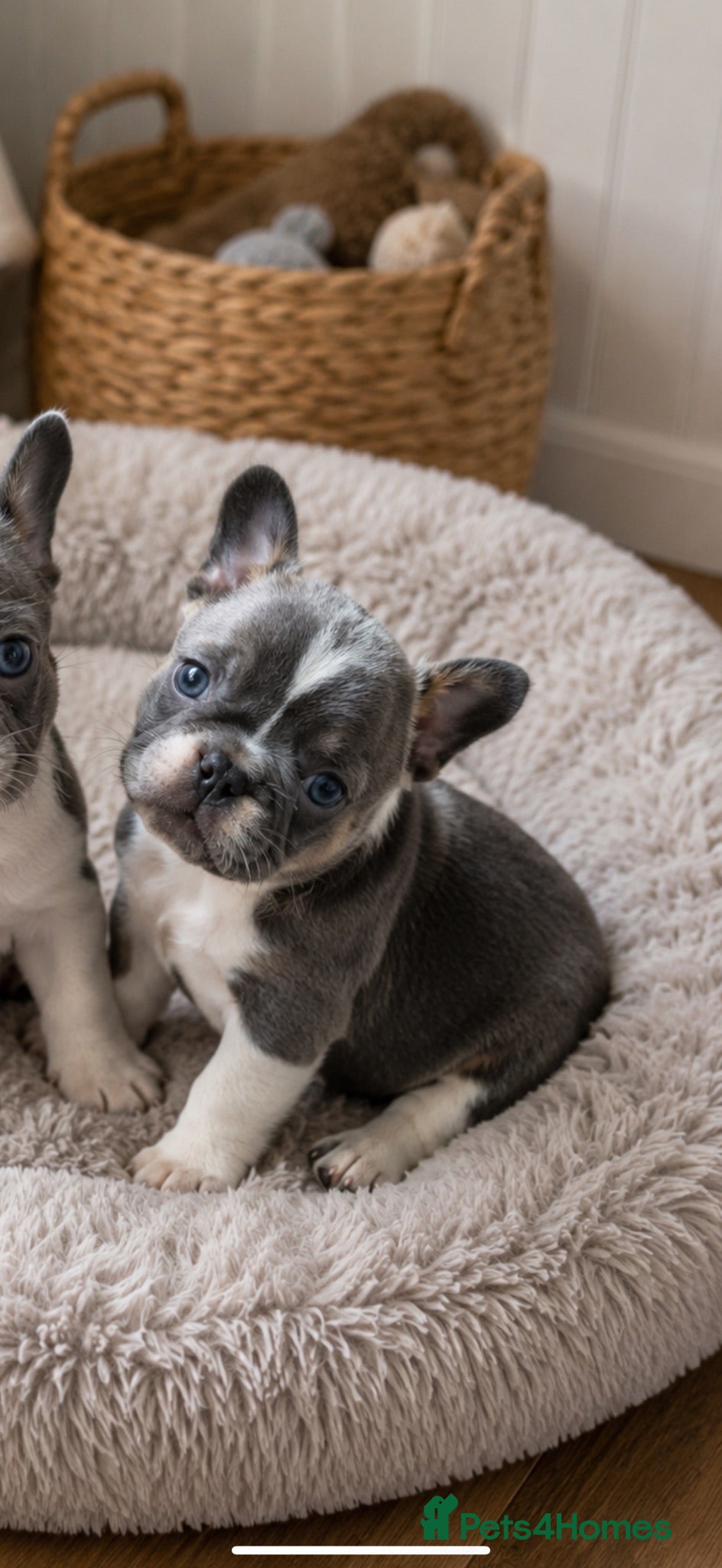 French Bulldog dogs 2 Stunning little boys for sale🩵 - Advert 1