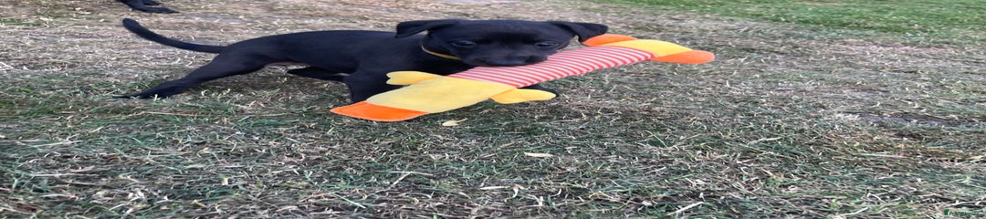 Bitch - Yellow collar