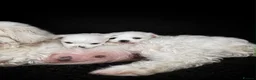 Maltese dogs for sale: Maltese  - Advert 3