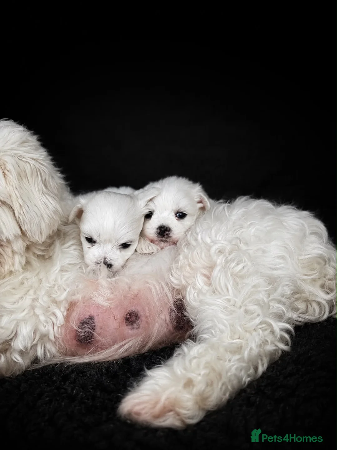 Maltese dogs for sale: Maltese  - Advert 3