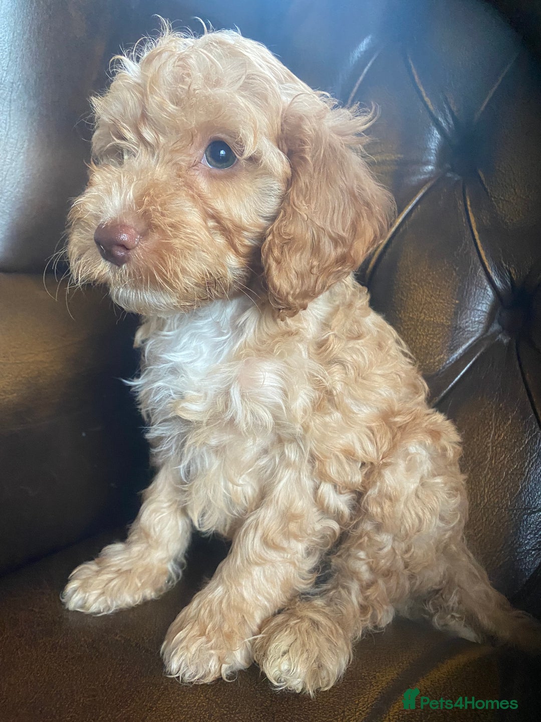 Cockapoo dogs for sale: Cockapoos  - Image 21