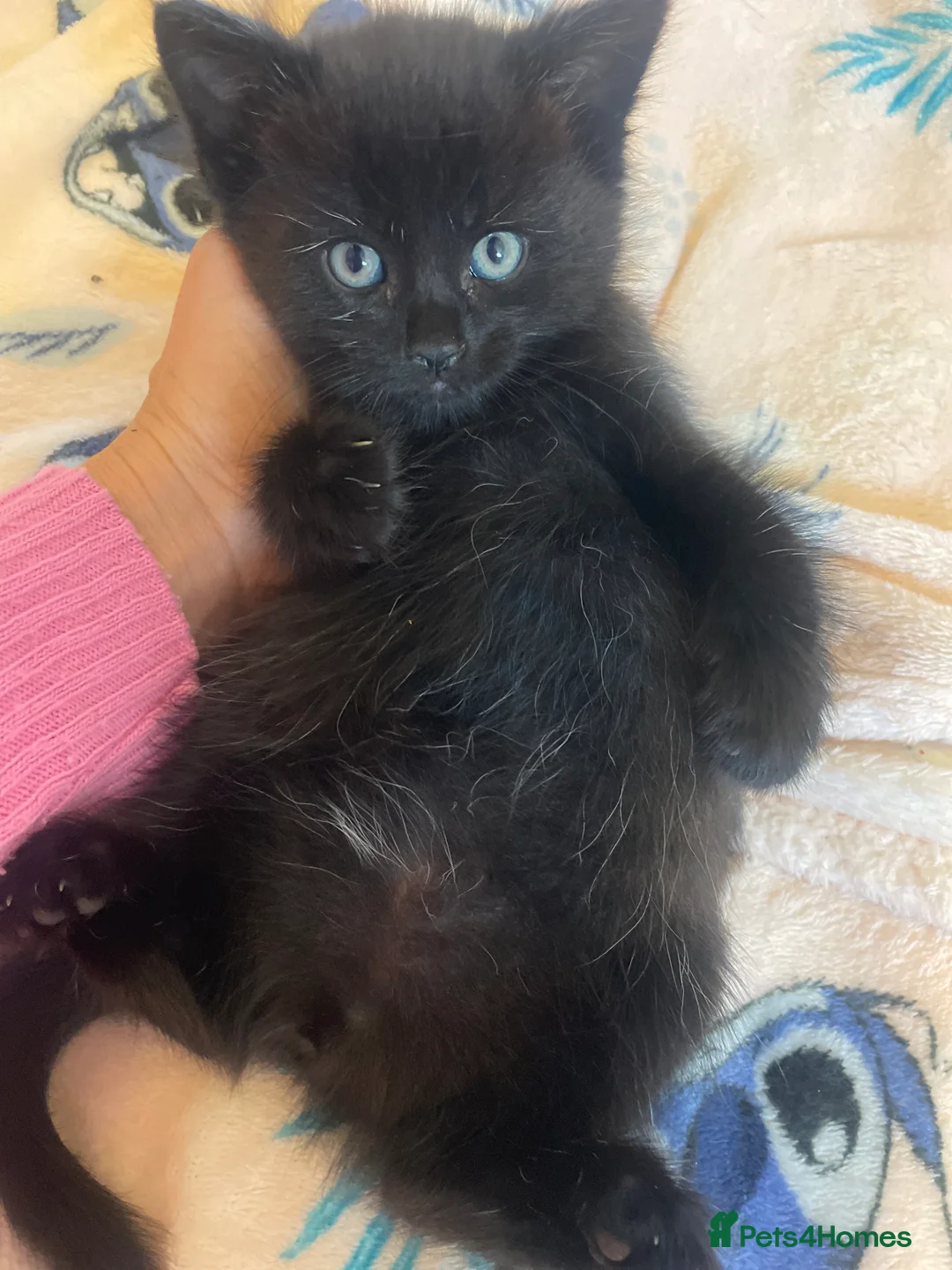 Mixed Breed cats for sale: Adorable half Siberian kittens  - Advert 2