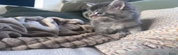 Maine Coon cats for sale: GCCF registered Maine coon kittens - Advert 14