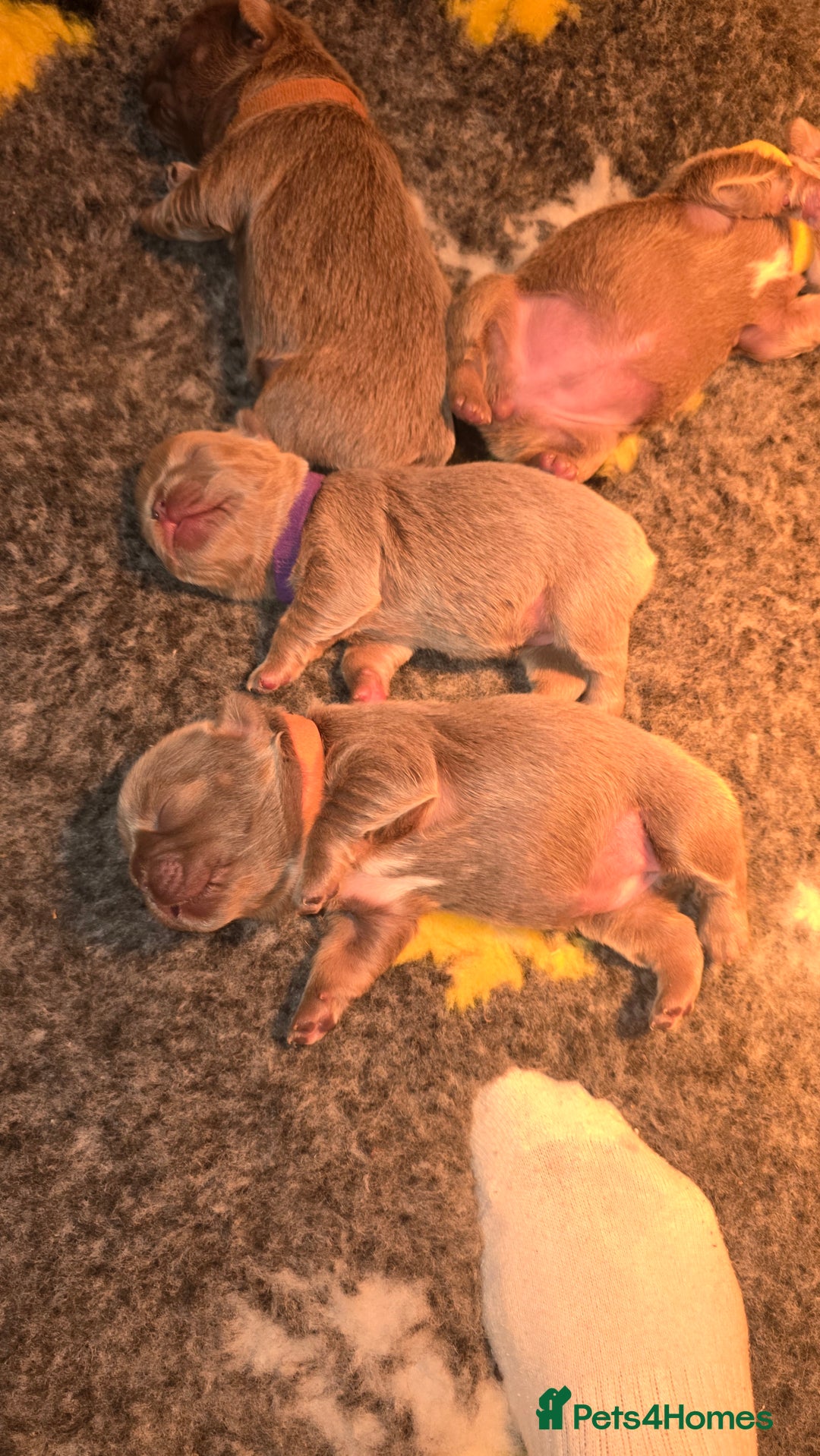 French Bulldog dogs for sale: Quality fluffy kc registered French bulldogs  - Advert 16