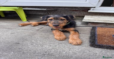 Airedale Terrier dogs Airedale male - Advert 3