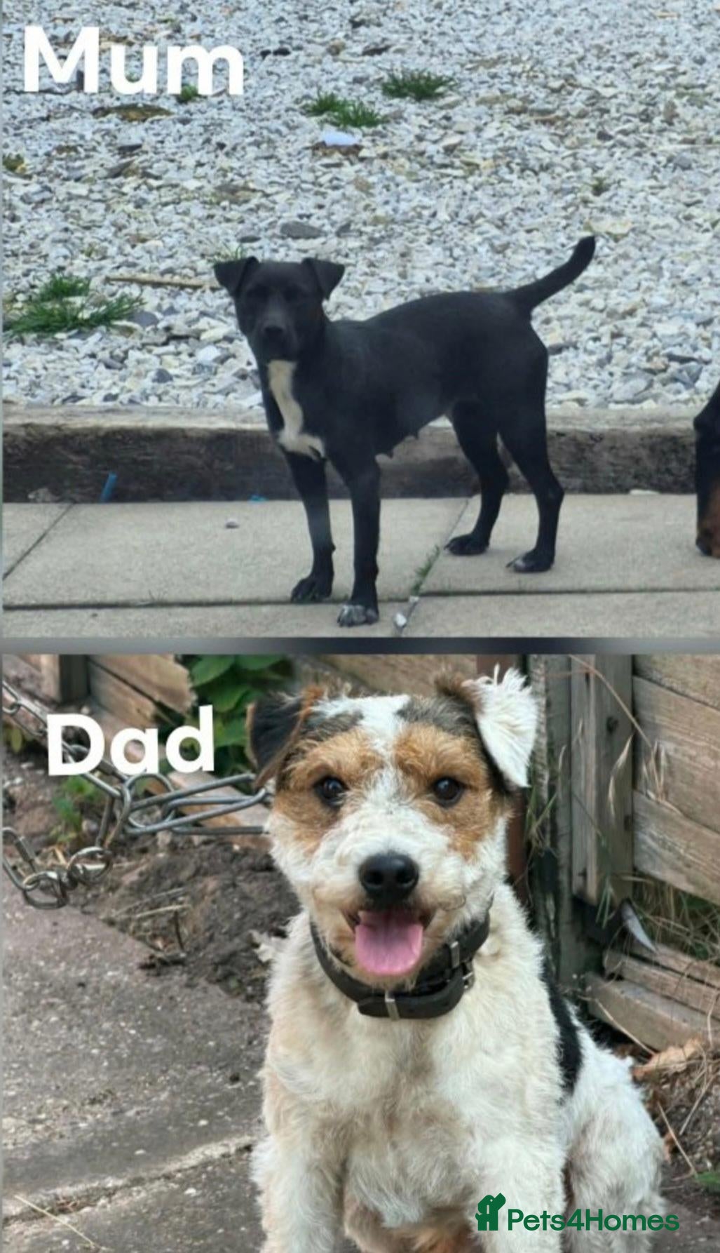 Jack Russell dogs  Jack Russell - Advert 1