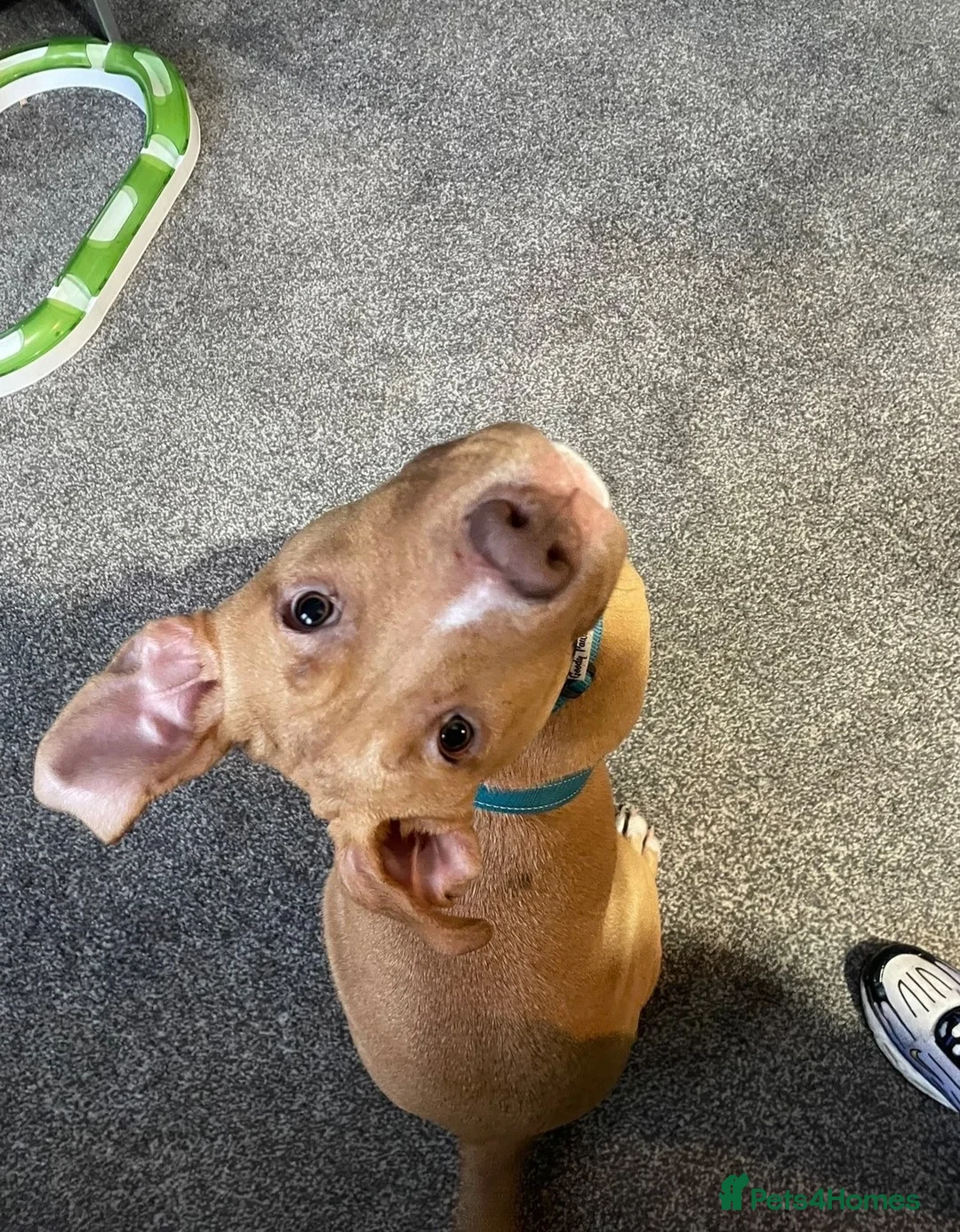 Mixed Breed dogs for sale: 11 month old male  in Carlisle - Advert 3