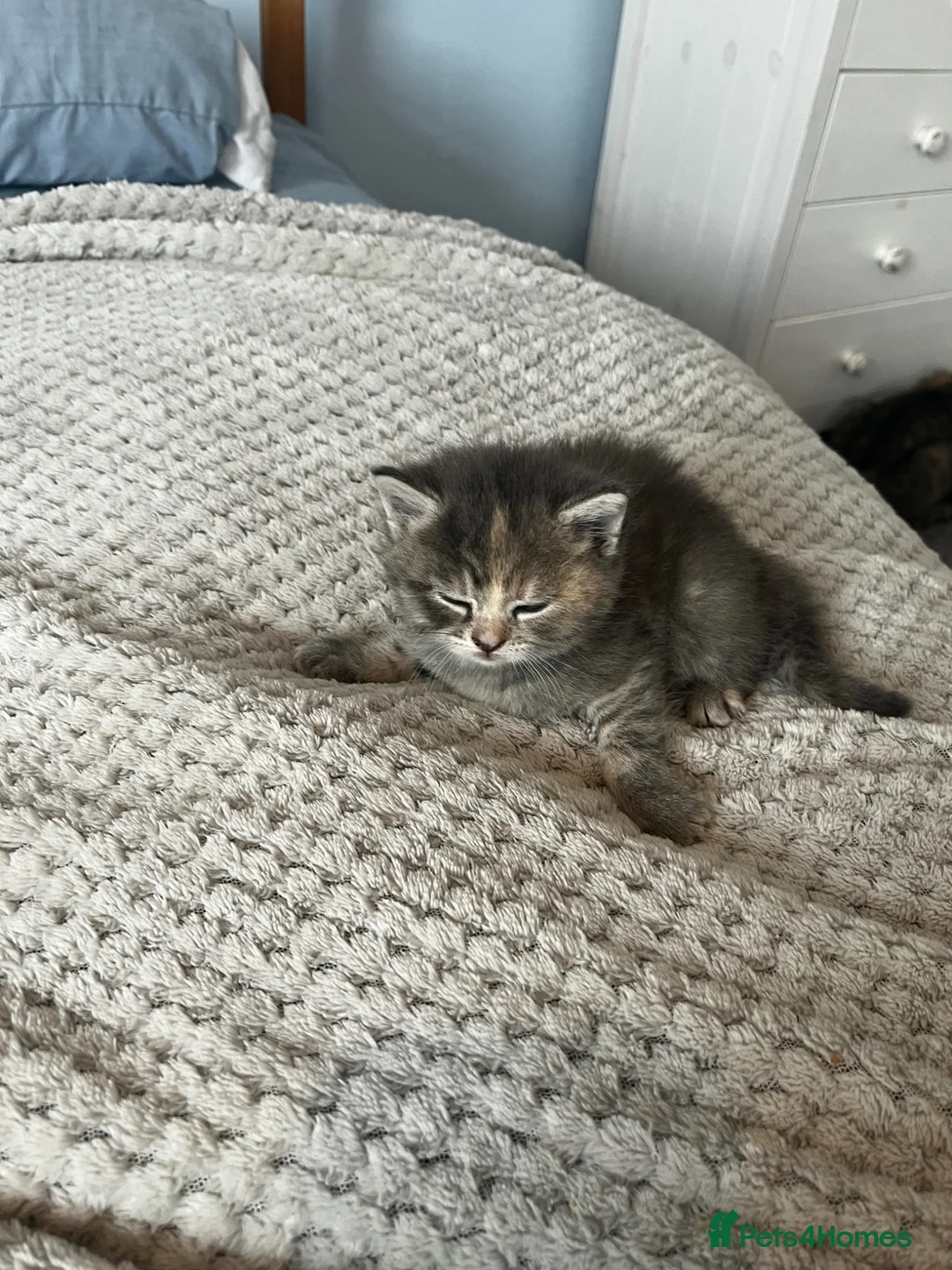 Mixed Breed cats for sale: Super cute kittens  - Advert 14