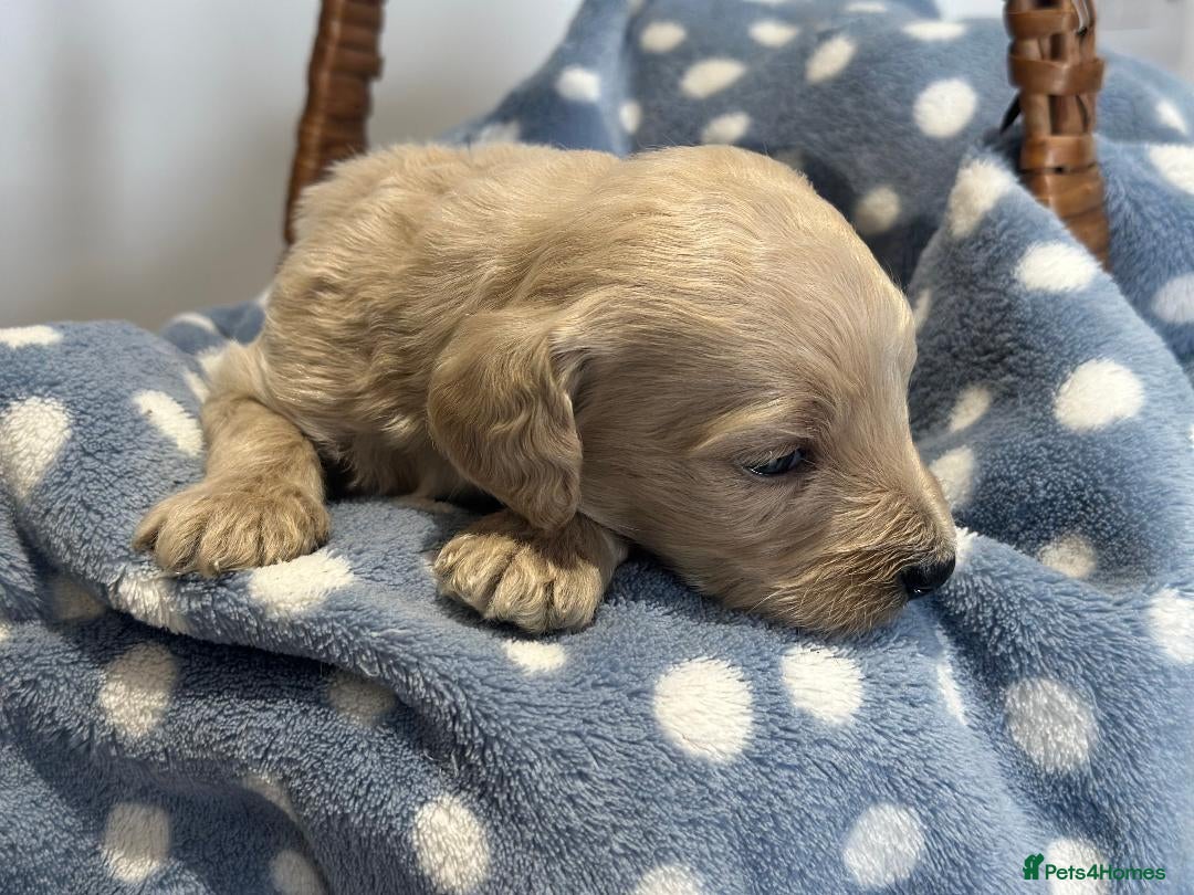 Bernedoodle dogs for sale: F1B STANDARD  BERNADOODLE LAST FEW - Image 30