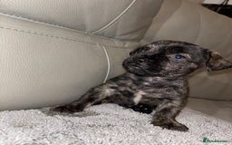 Mixed Breed dogs for sale: Rare Frenchie and Yorkie Mix litter - Image 13