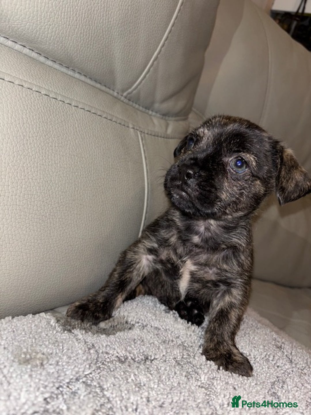 Mixed Breed dogs for sale: Rare Frenchie and Yorkie Mix litter - Image 13