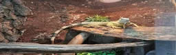 Iguana reptiles for sale: Male Axanthic Iguana  - Advert 6