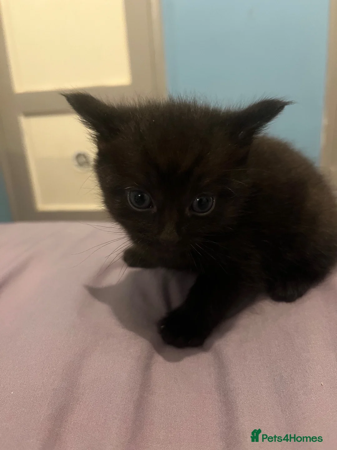 Mixed Breed cats for sale: 1 boy ready for his furever home in Crowborough - Advert 6