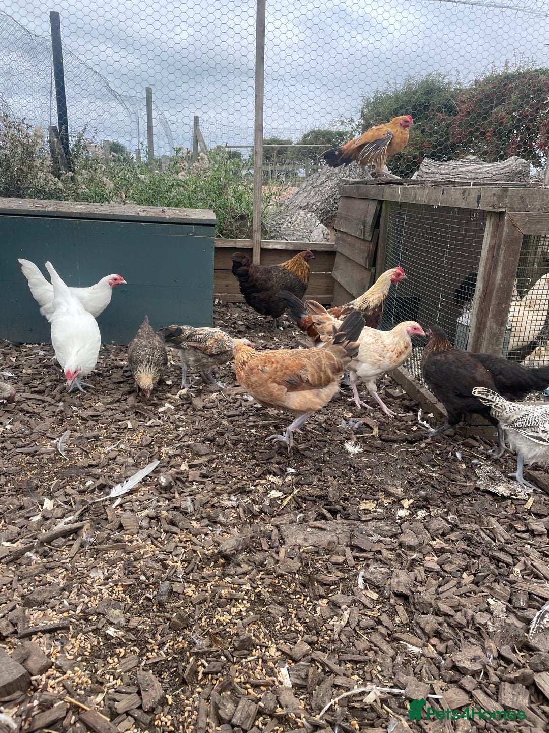 Chickens poultry for sale: Mixed breed point of lay hens/cockerels - Image 5