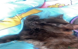 American Shorthair cats for sale: Cats  - Image 3