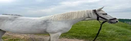 Connemara horses for sale: real life Unicorn. Every mothers dream pony. - Advert 1