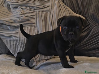 Staffordshire Bull Terrier dogs STAFFORDSHIRE BULL TERRIERS PUPS - Advert 17
