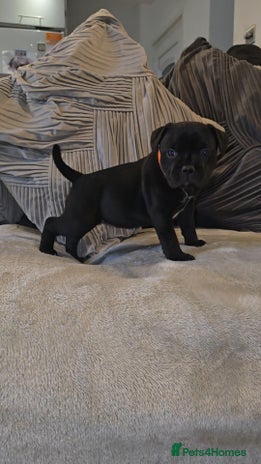 Staffordshire Bull Terrier dogs STAFFORDSHIRE BULL TERRIERS PUPS - Advert 3