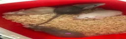 Rat rodents for sale: Baby dumbo rats  - Advert 2