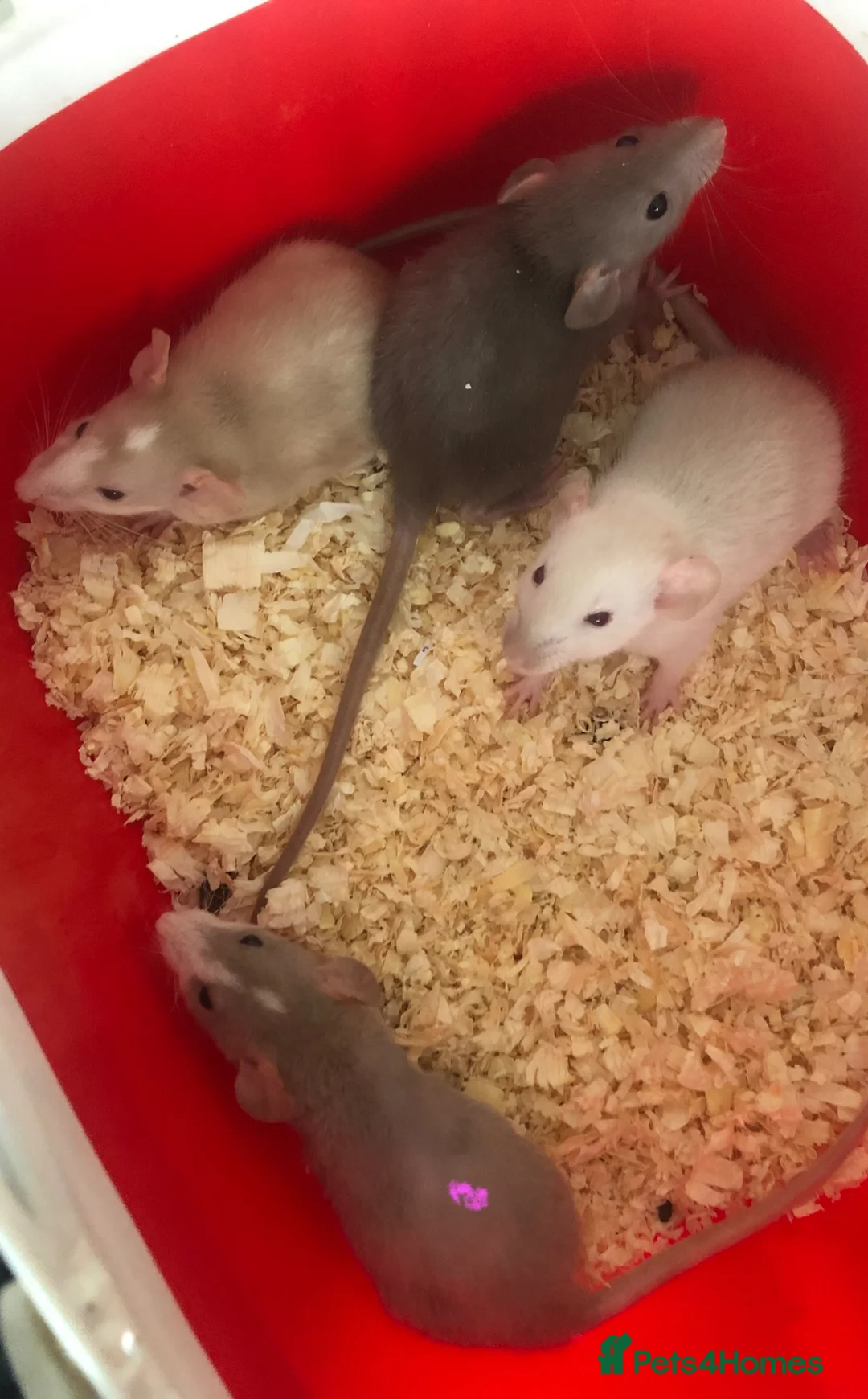 Rat rodents for sale: Baby dumbo rats  - Advert 2