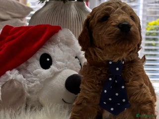 Labradoodle dogs Priemium Multigen Labradoodle Puppies - Advert 5