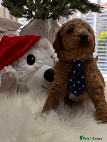 Labradoodle dogs Priemium Multigen Labradoodle Puppies - Advert 2