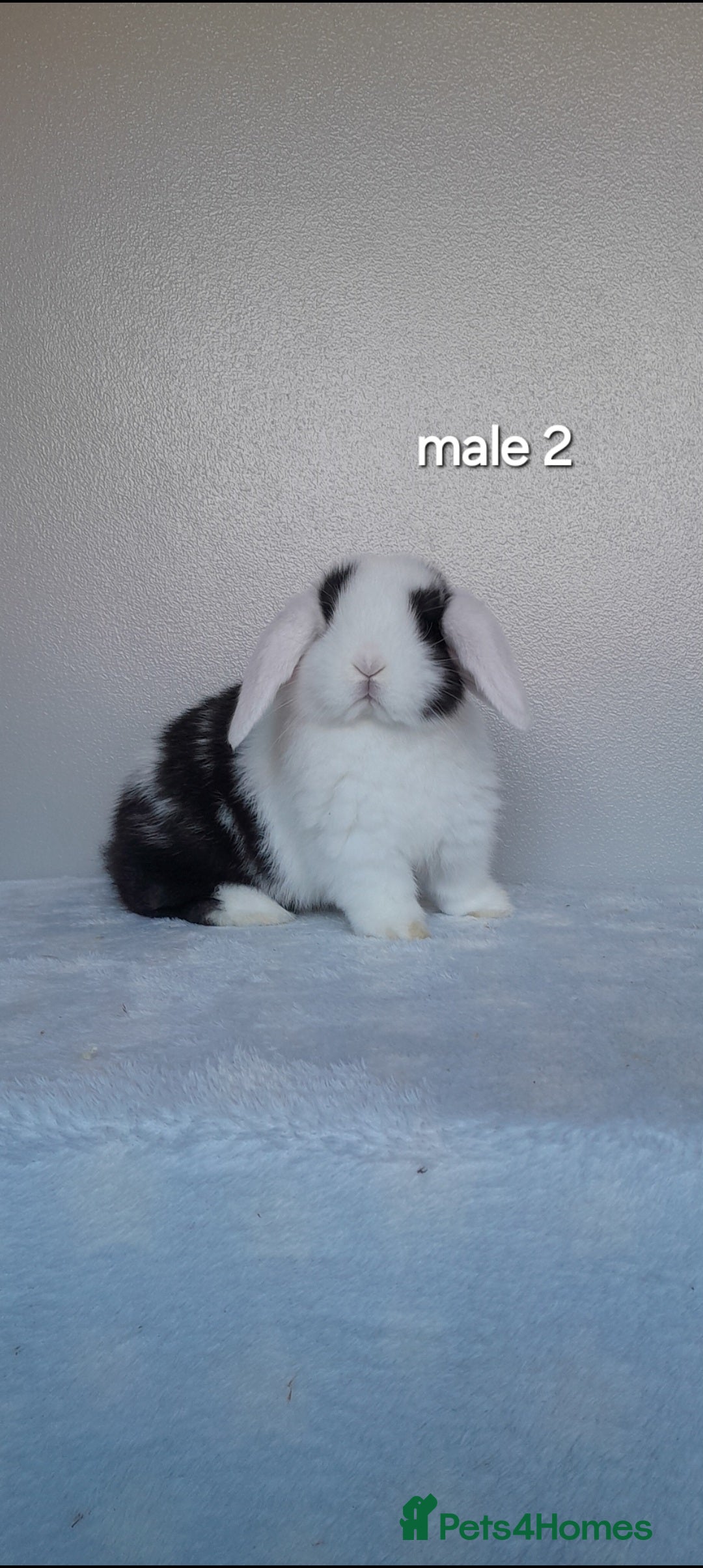 Mini Lop rabbits Purebred mini lop rabbits  - Advert 4