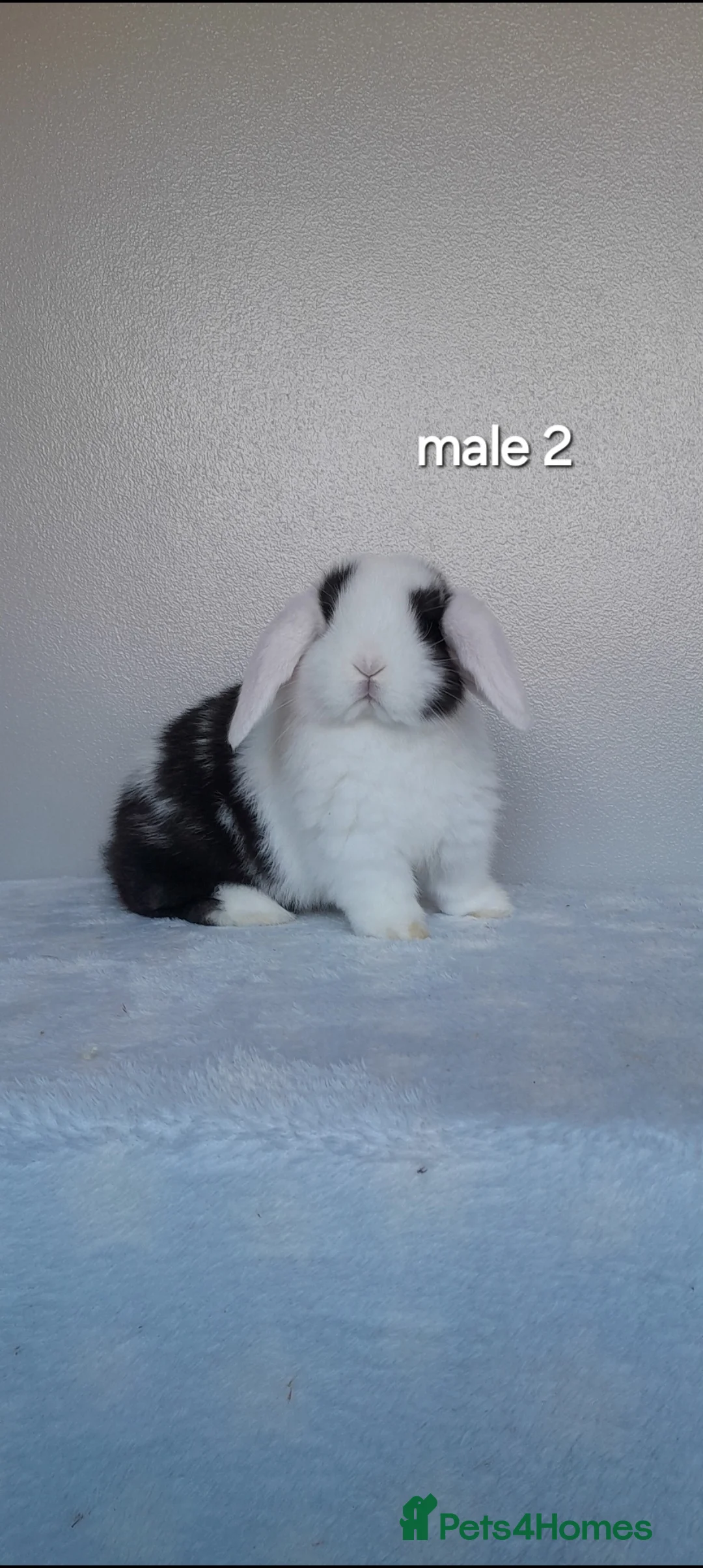 Mini Lop rabbits for sale: Purebred mini lop rabbits  - Advert 11