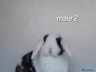 Mini Lop rabbits Purebred mini lop rabbits - Advert 4