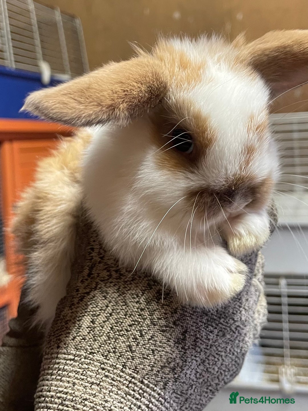 Mini Lop rabbits for sale: Extra Special Mini Lop Babies Bunnies  - Advert 2