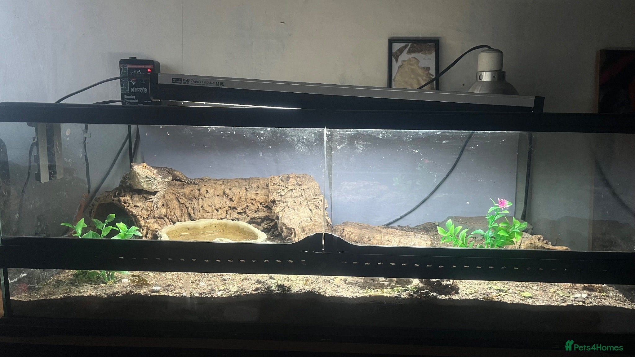 Bearded Dragon reptiles Bearded dragon + full set up - Advert 1