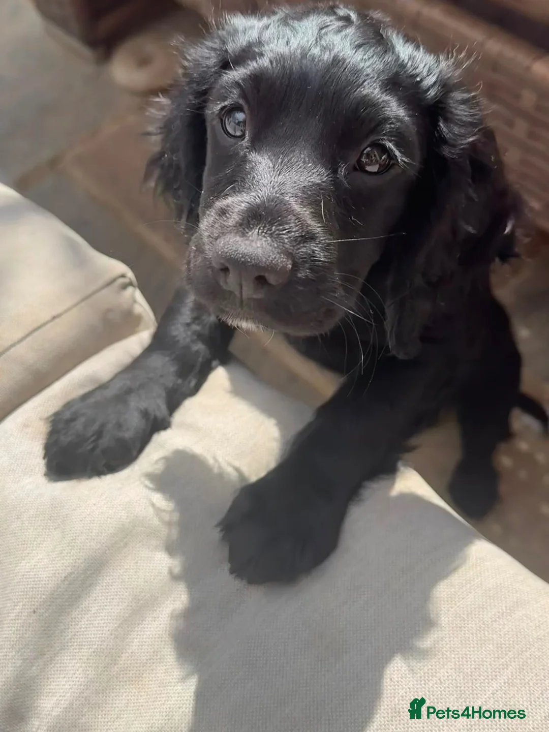 Sprocker dogs for sale: 1 beautiful female Sprocker left ❤️ - Advert 2