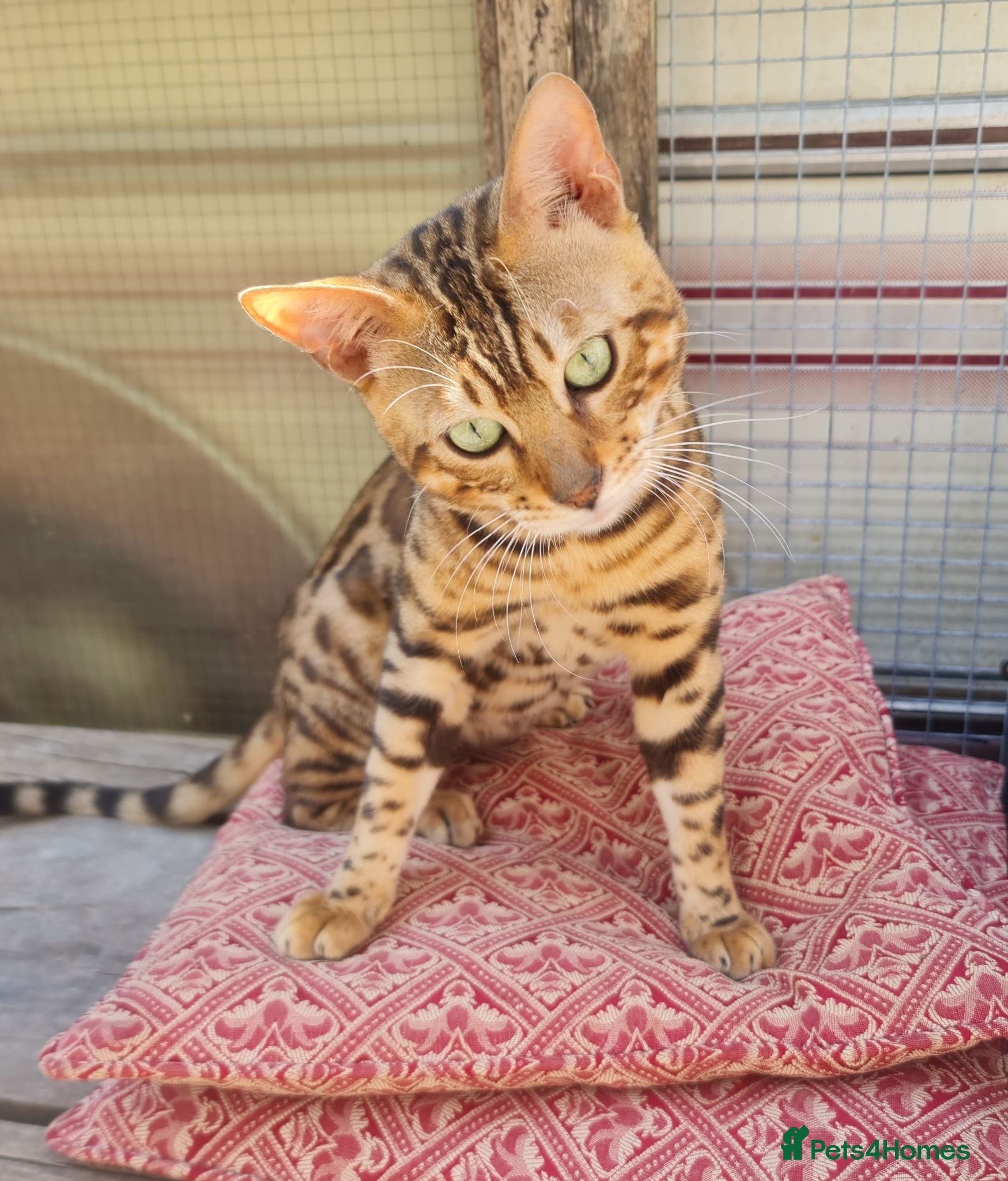 Bengal cats Super Affectionate & Playful.  Breed Quality  - Advert 15