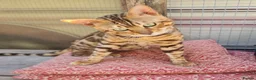 Bengal cats for sale: *Litter trained* Super Affectionate & Playful.   - Advert 1