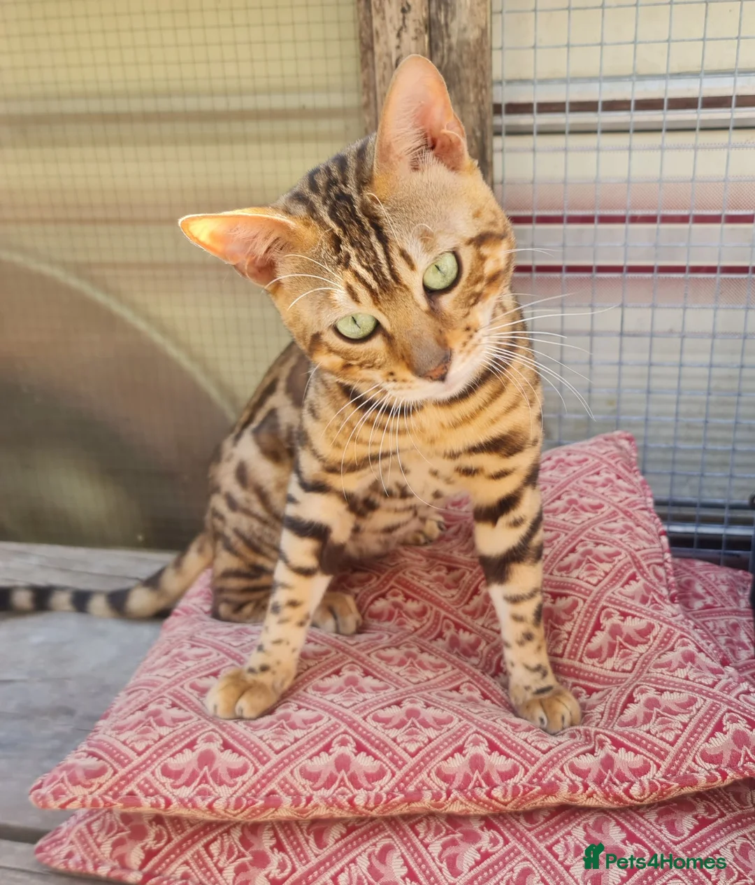 Bengal cats for sale: *Litter trained* Super Affectionate & Playful.   - Advert 1