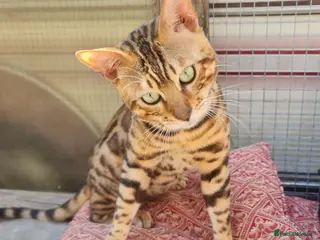 Bengal cats *Litter trained* Super Affectionate & Playful. - Advert 1