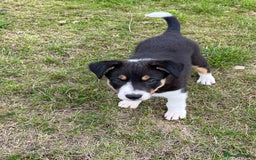 Border Collie dogs for sale: Beautiful Border collie pups - Image 6