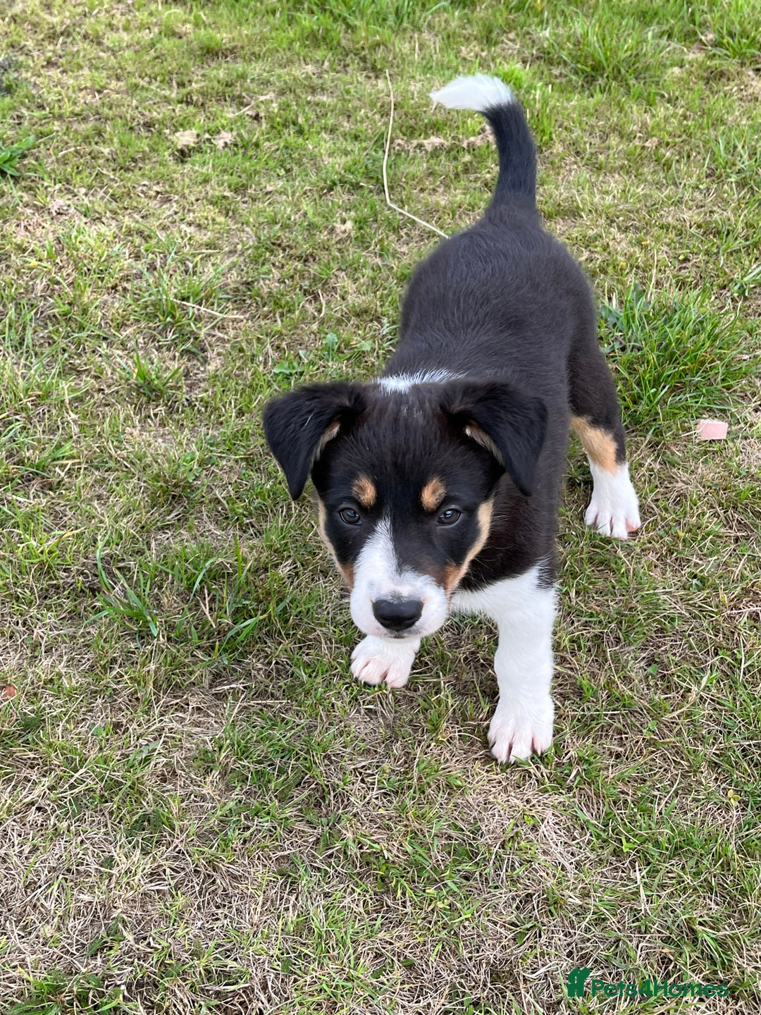 Border Collie dogs for sale: Beautiful Border collie pups - Image 6