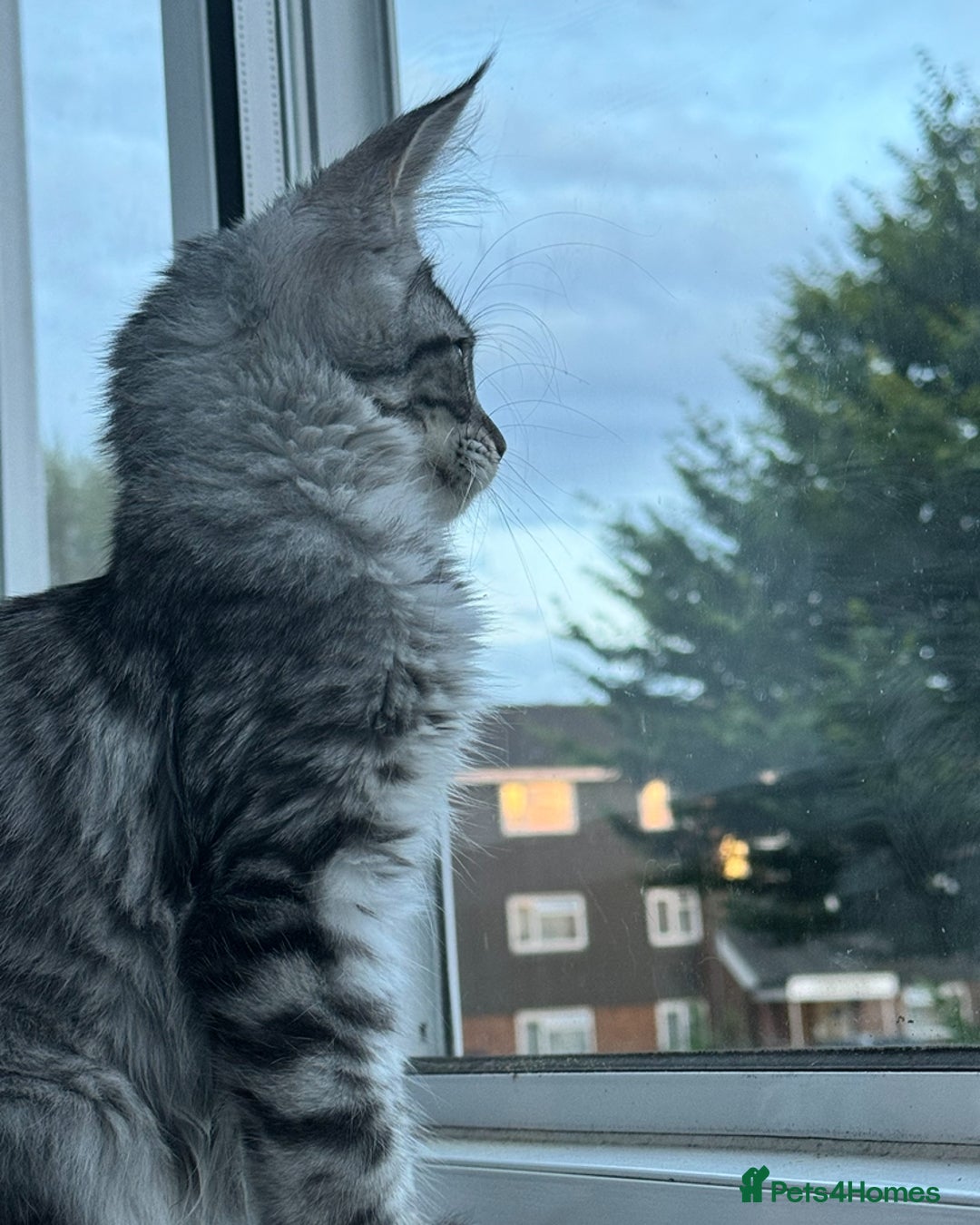 Maine Coon cats for sale: X Maine coon Silver Tabby Female  - Advert 7