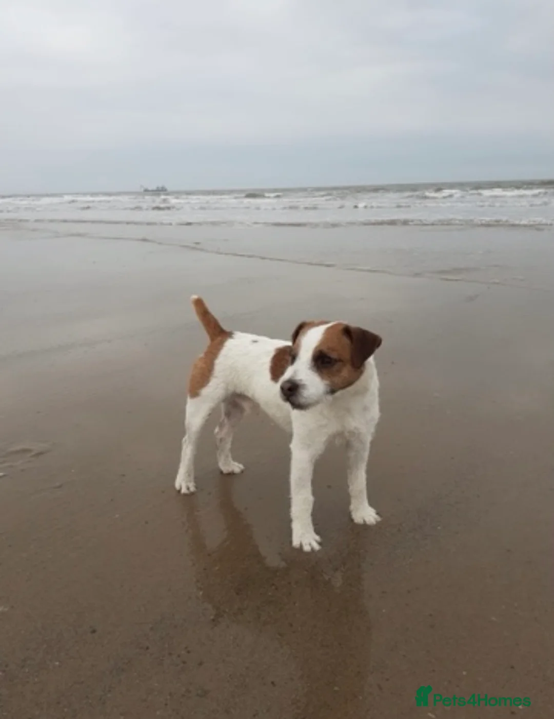 Patterjack dogs for sale: Patterjack  - Advert 7